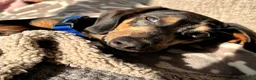 Miniature Dachshund dogs for sale: 7 month old miniature dachshund - Advert 1