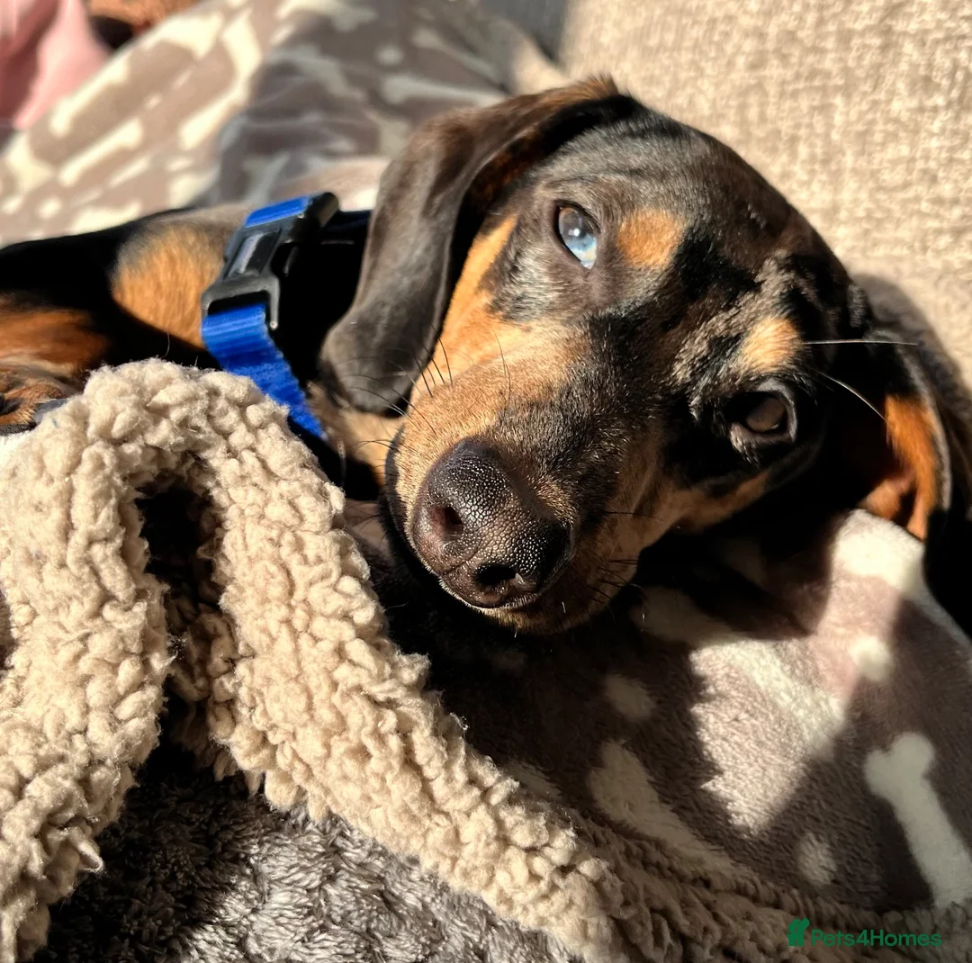 Miniature Dachshund dogs for sale: 7 month old miniature dachshund - Advert 1