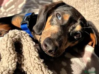 Miniature Dachshund dogs 7 month old miniature dachshund - Advert 1