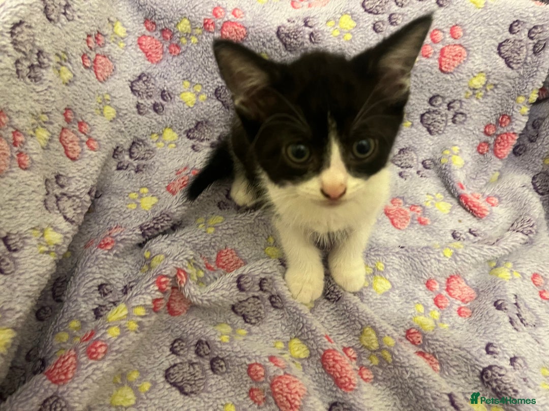 Mixed Breed cats for sale: Mixed breed kittens  - Image 9