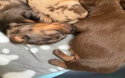 Miniature Dachshund dogs for sale: Miniature dachshunds smooth hair puppy’s  - Image 5