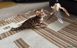 Bengal cats for sale: TICA Bengal kittens for sale . 🐱 - Image 31