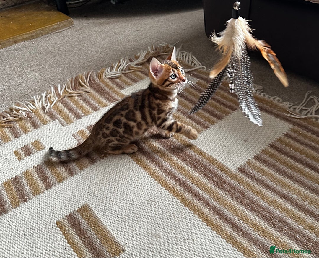 Bengal cats for sale: TICA Bengal kittens for sale . 🐱 - Image 31