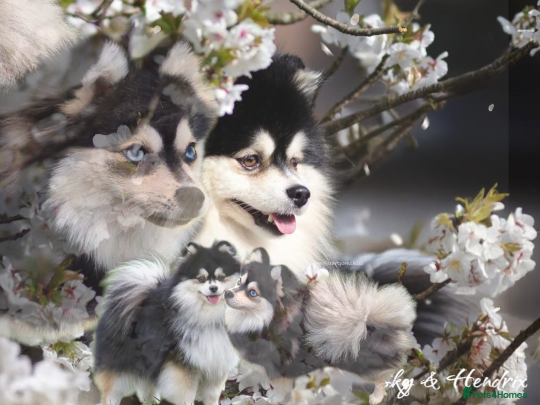 Pomsky dogs Toy size pomskies  - Advert 4
