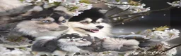 Pomsky dogs for sale: Toy size pomskies  in Sheffield - Advert 1