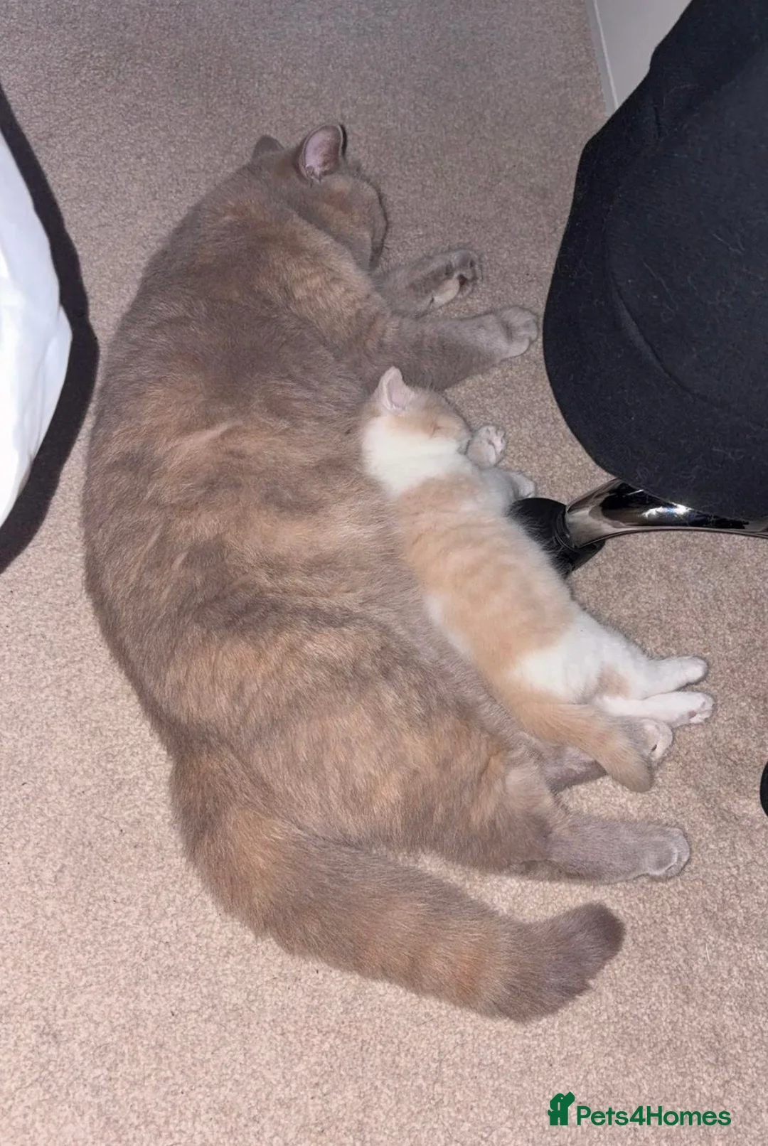 British Shorthair cats for sale: Cream and white male British shorthair  - Advert 2