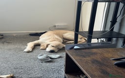 Golden Retriever dogs for sale: Beautiful Golden boy - Image 1