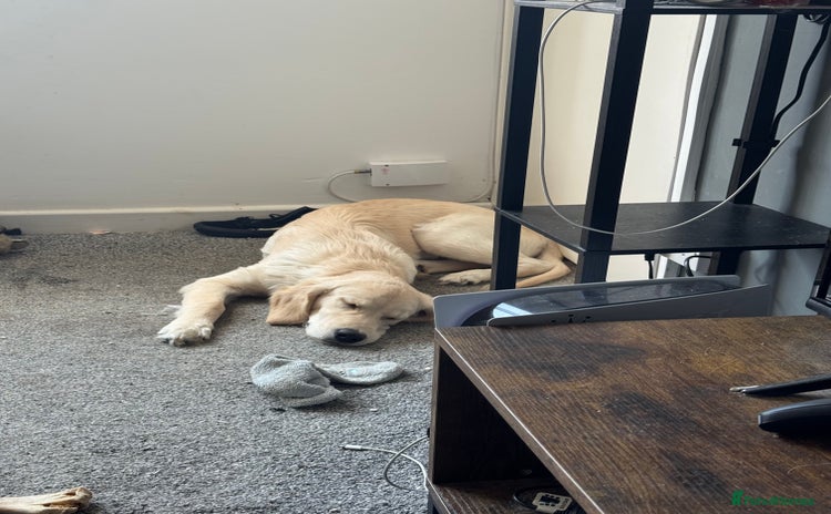 Golden Retriever dogs - Advert 1
