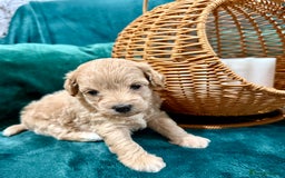 Maltipoo dogs for sale: F1 Beautiful Maltipool Puppies - Advert 6