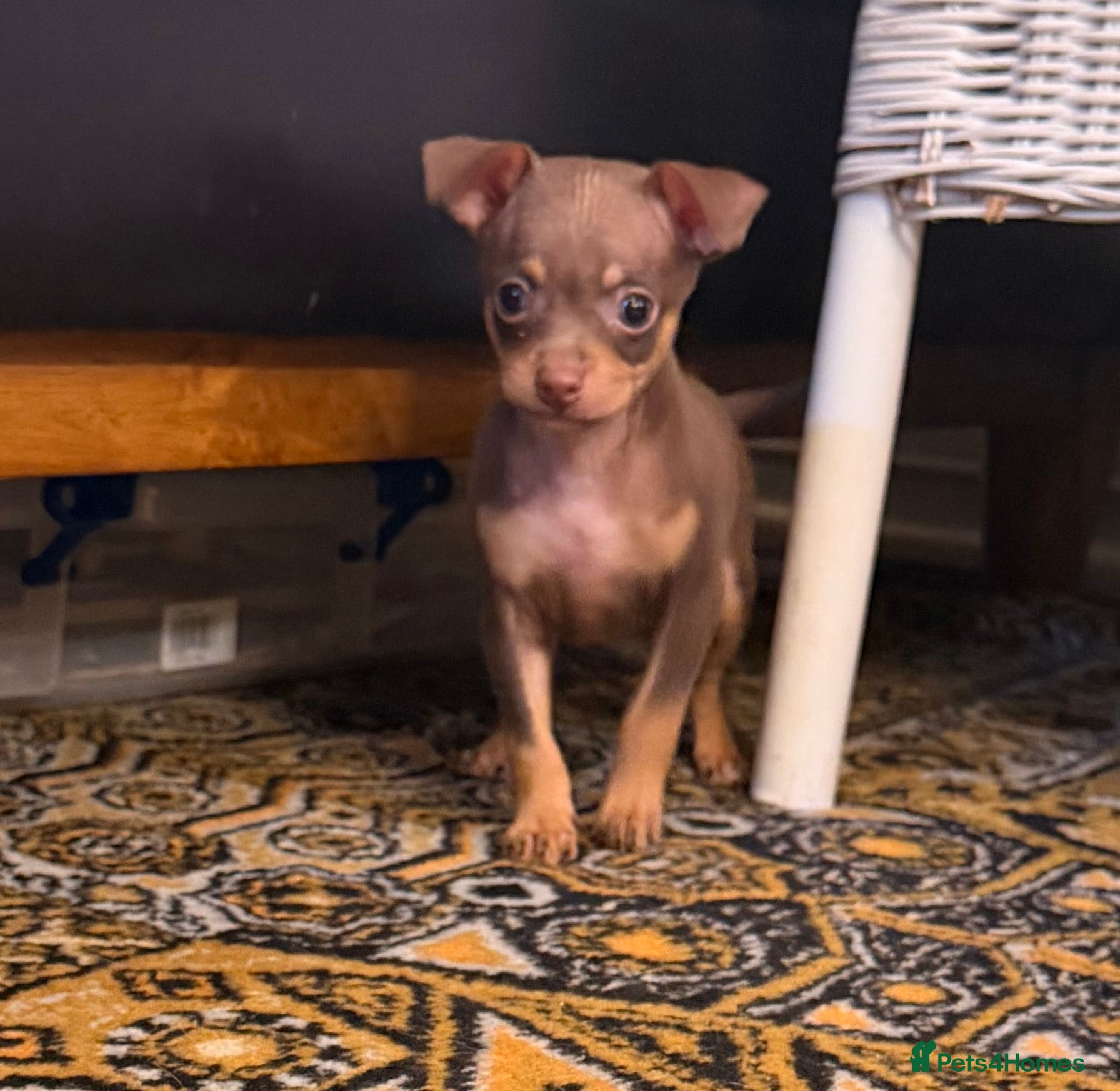 Russian Toy Terrier dogs Cutest little friend for life  - Advert 6