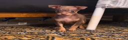 Russian Toy Terrier dogs for sale: Cutest little friend for life  - Advert 29