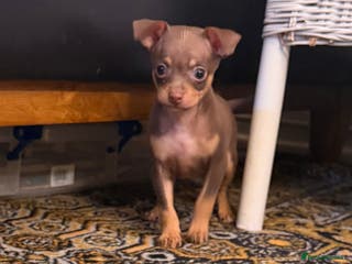 Russian Toy Terrier dogs Cutest little friend for life - Advert 6