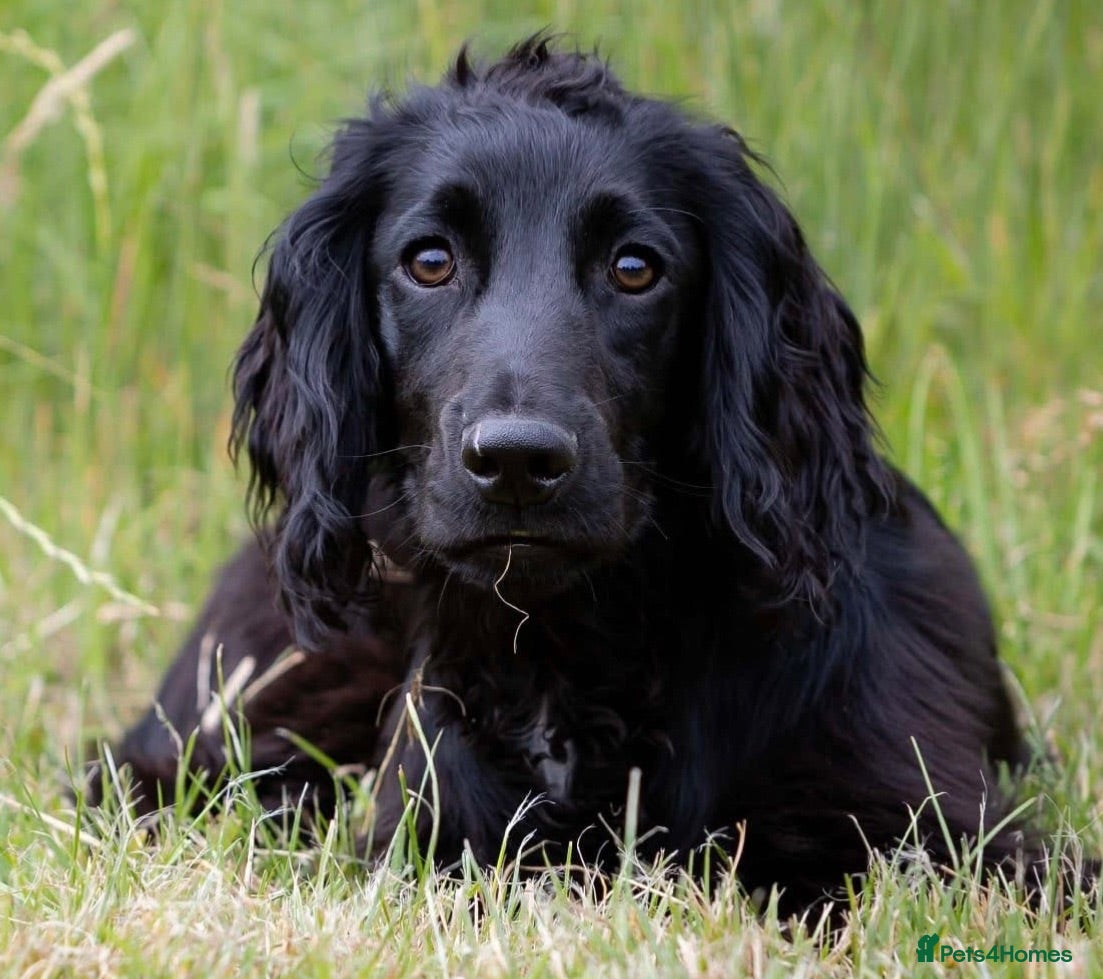 Cocker Spaniel dogs AT STUD Working Cocker - Advert 2