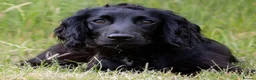 Cocker Spaniel dogs for stud: AT STUD Working Cocker - Advert 1
