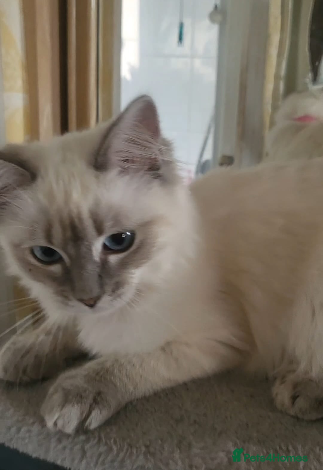 Ragdoll cats for sale: Beautiful blue lynx Ragdoll - Image 6