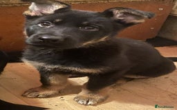 German Shepherd dogs for sale: 2 German Shepherd pups for sale - Image 6