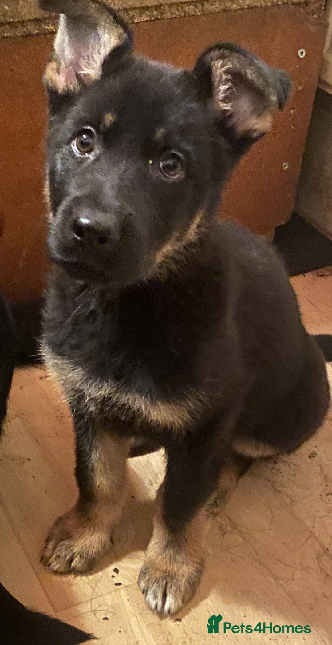 German Shepherd dogs for sale: 2 German Shepherd pups for sale - Image 6