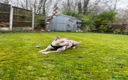 Mixed Breed dogs for sale: French/pocket bulldog  - Image 9