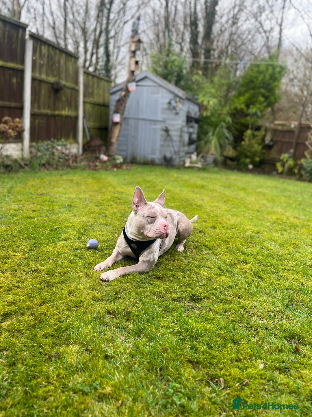 Mixed Breed dogs for sale: French/pocket bulldog  - Image 9