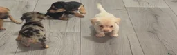 Jackshund dogs for sale: Beautiful jackweenies for sale  - Advert 28