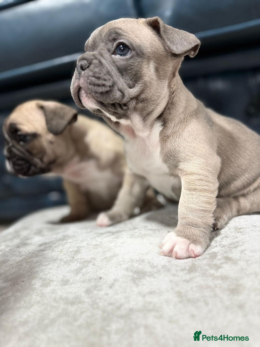 French Bulldog dogs for sale: 🌟 Adorable French Bulldog Puppies - Image 9