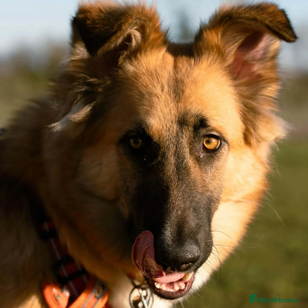 Mixed Breed dogs for adoption: Meet Yara – Our Pretty Girl with a Heart of Gold in Northampton - Advert 6