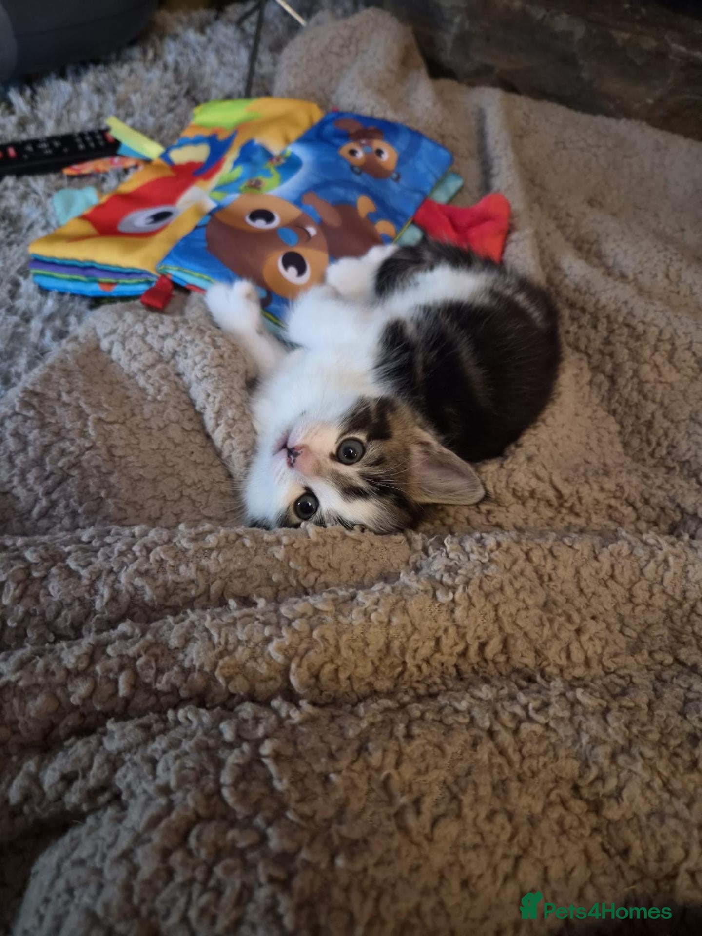 Domestic Shorthair cats 4 gorgeous female kittens - Advert 7