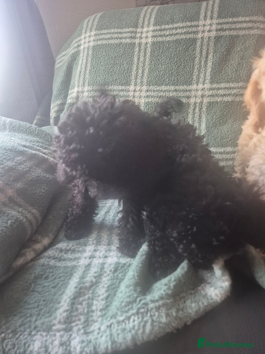 Poodle dogs for sale: 3/4 poodle puppies - Advert 5