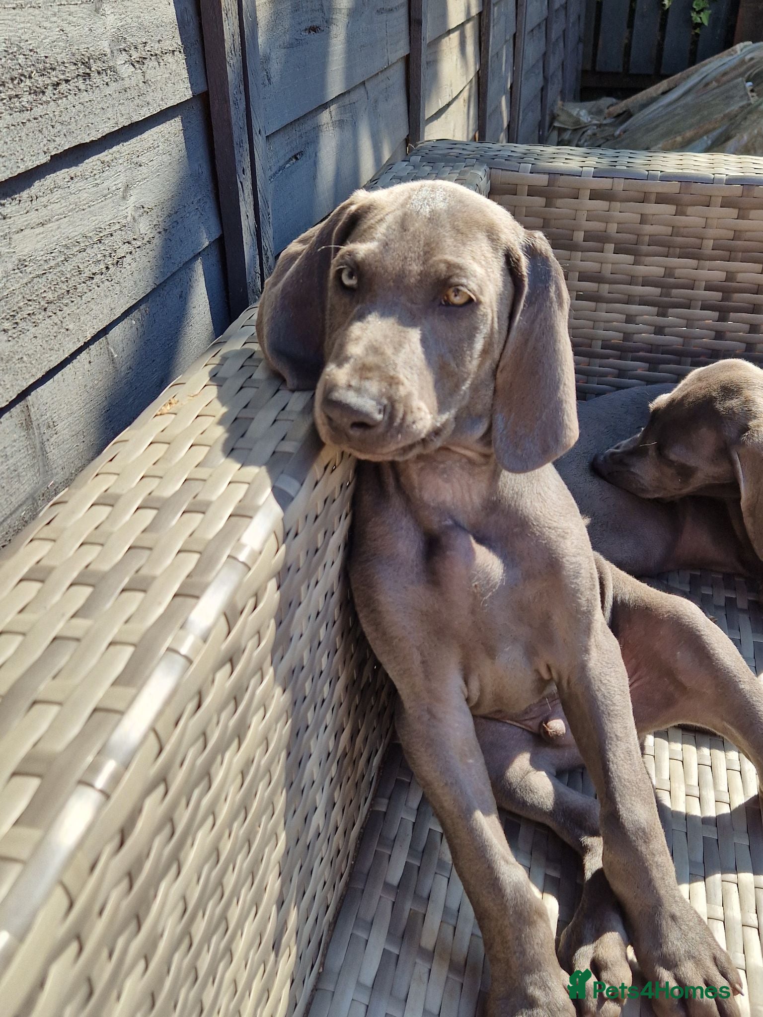 Weimaraner dogs Outstanding blue kc registered weimaraner puppies  - Advert 4