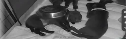 Labrador Retriever dogs for sale: Amazing Labrador Puppies for sale - Advert 12