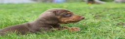 Miniature Dachshund dogs for sale: KC Registered Miniature Dachshund Puppies in Dungannon - Advert 6