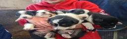 Border Collie dogs for sale: Beautiful Tri coloured collie puppies for sale - Advert 1