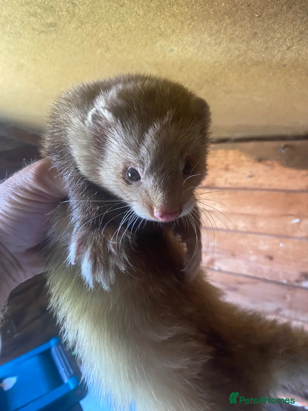 Ferret rodents for sale: Ferret for sale  in Gravesend - Advert 2