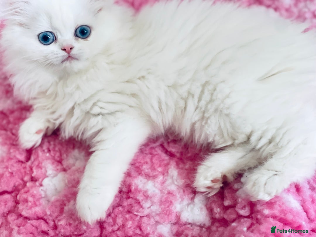 Persian cats for sale: Pure White Persian Girls BLUE EYES & full hearing - Image 26