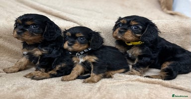 Cavalier King Charles Spaniel dogs - Advert 8