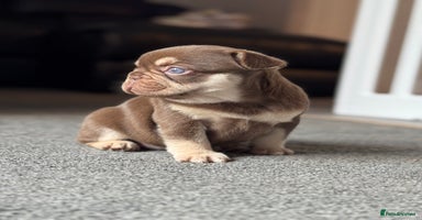 French Bulldog dogs - Advert 3