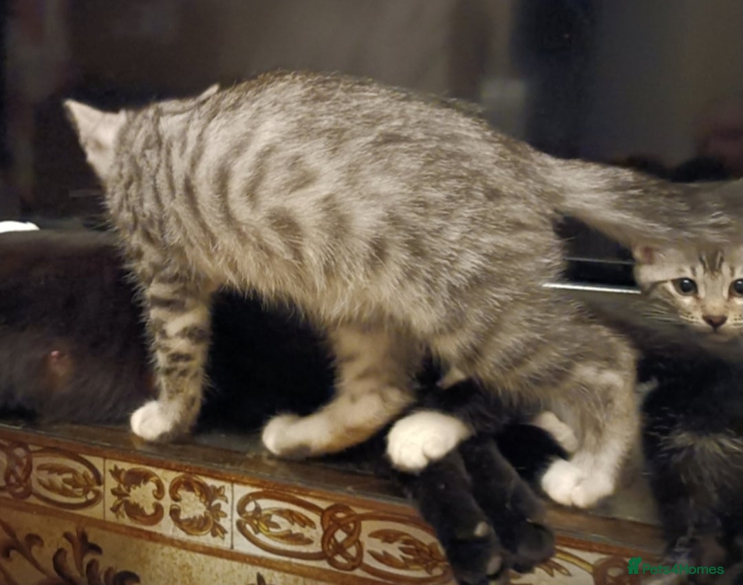Bengal cats for sale: Bedazzled Early Generation Bengal kittens  - Image 12