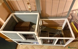 Mini Lop rabbits for sale: 2 amazing mini-lop baby brothers (10 weeks)  - Advert 8