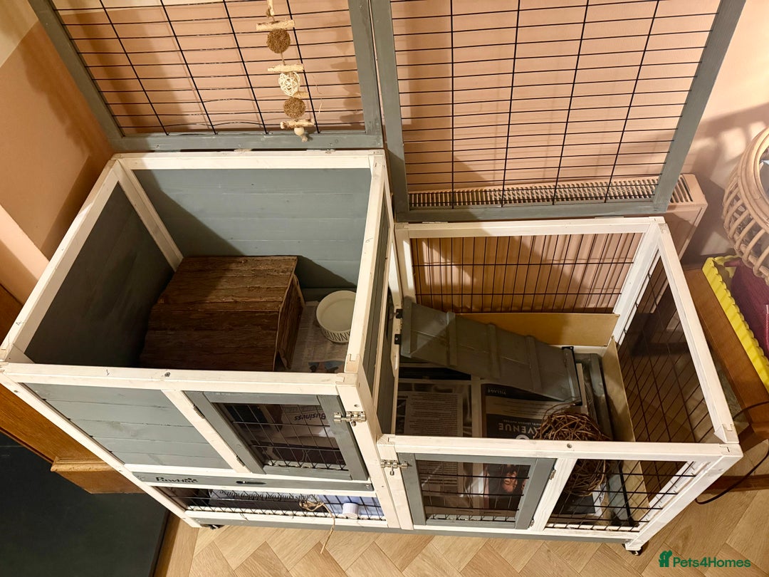 Mini Lop rabbits for sale: 2 amazing mini-lop baby brothers (10 weeks)  - Advert 8