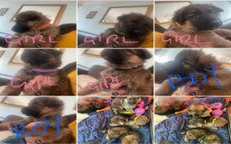 German Shepherd dogs for sale: German shepherd puppies - Stunning - Advert 1