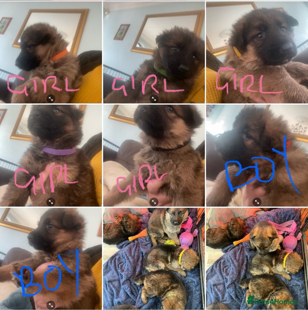 German Shepherd dogs for sale: German shepherd puppies - Stunning - Advert 1