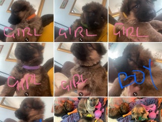 German Shepherd dogs German shepherd puppies - Stunning - Advert 14