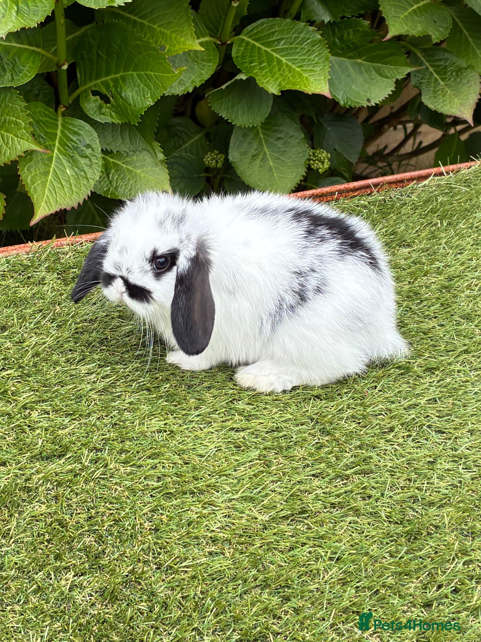 Mini Lop rabbits Pure bred mini lop baby rabbit.  - Advert 1