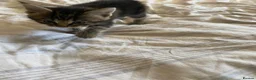 Maine Coon cats for sale: Maine coon kittens for sale  - Advert 5