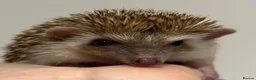 Pygmy Hedgehog rodents for sale: Girls Boys Ethically Bred African Pygmy Hedgehogs - Advert 20