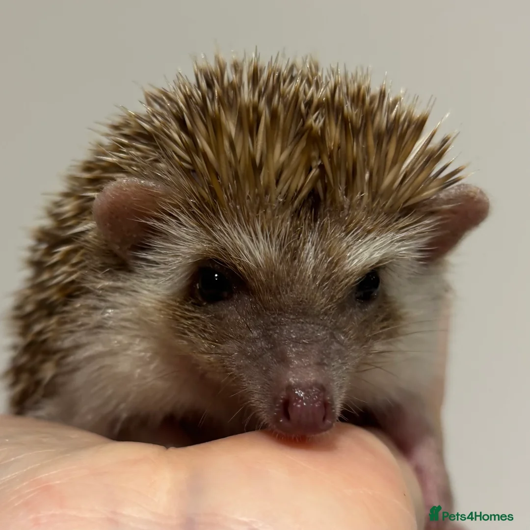 Pygmy Hedgehog rodents for sale: Girls Boys Ethically Bred African Pygmy Hedgehogs - Advert 20