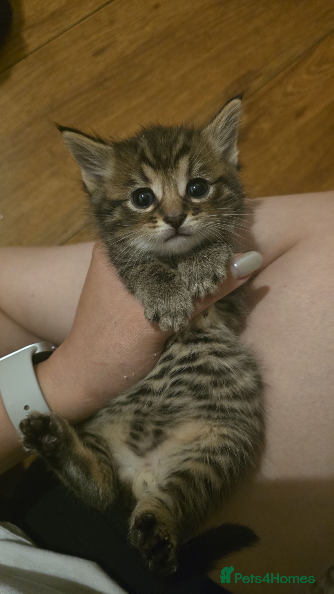 Mixed Breed cats Beautiful Mixed Ragdoll & Tabby Kittens for Sale - Advert 16