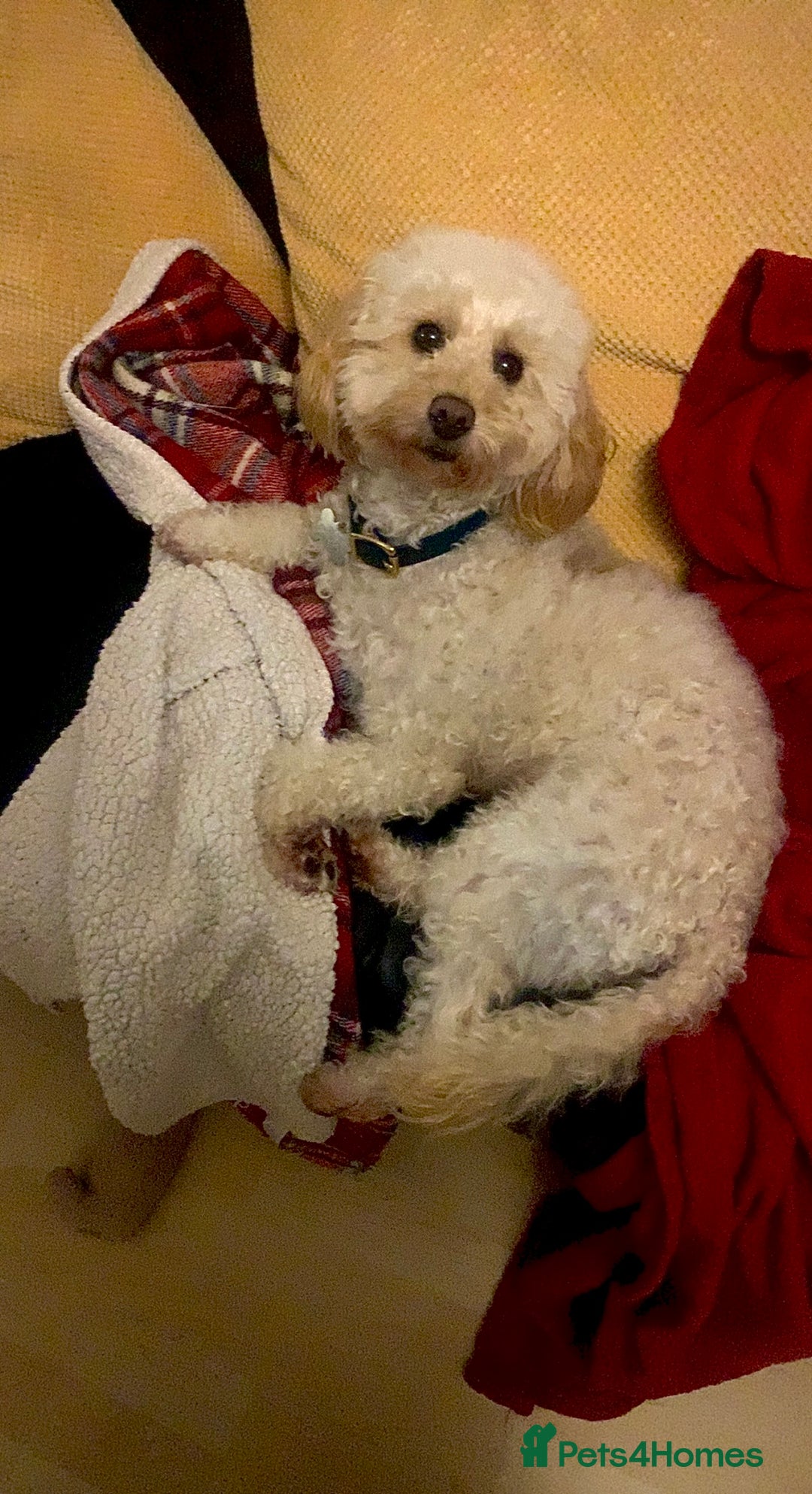 Miniature Poodle dogs for sale: Miniature poodles for sale  2 boys and 3 girls - Advert 17