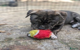 Mixed Breed dogs for sale: Two beautiful Staffy x Husky puppies  - Image 28