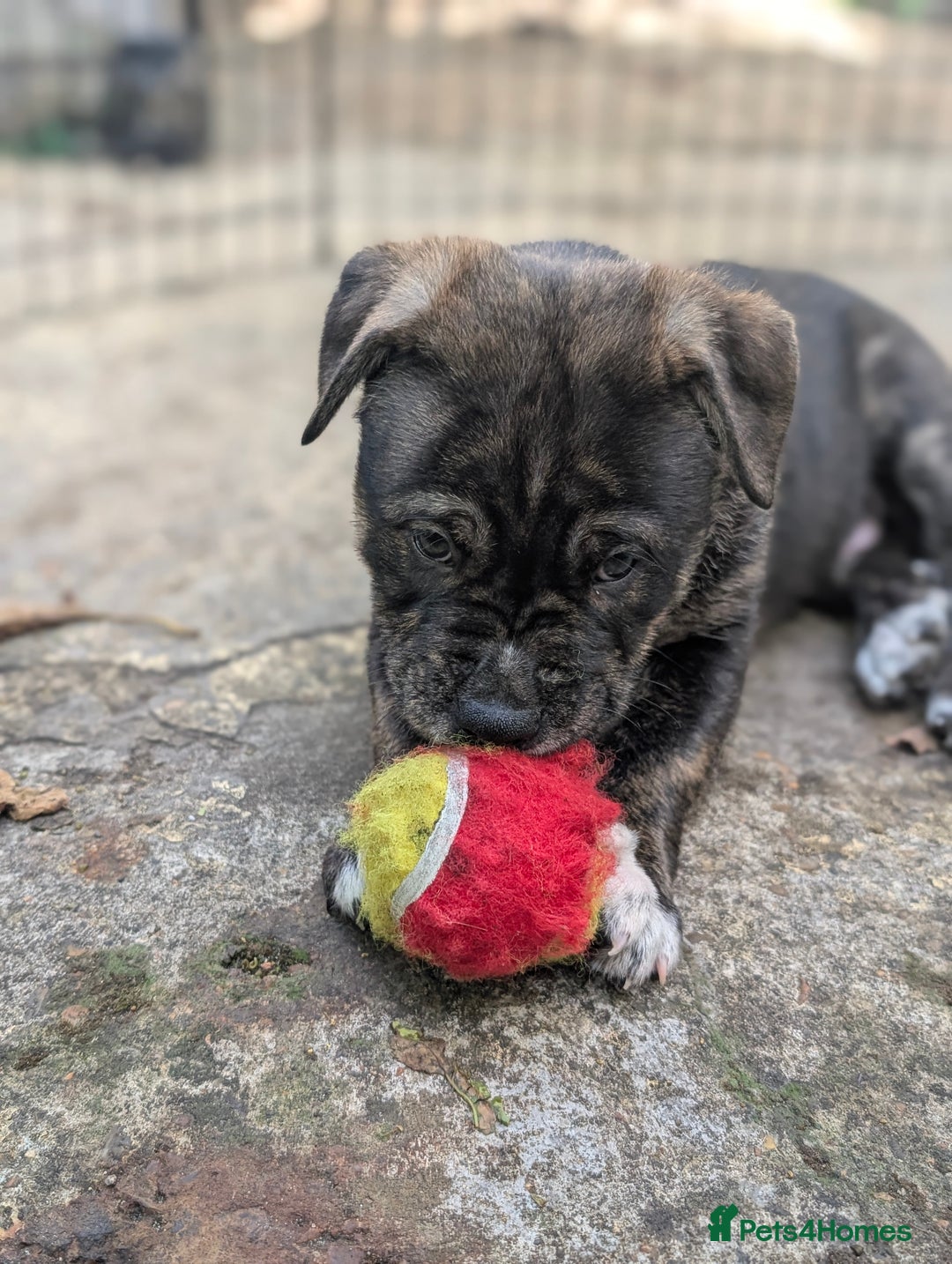 Mixed Breed dogs for sale: Two beautiful Staffy x Husky puppies  - Image 28